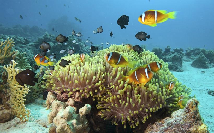 神奇的海下世界--带你认识奇妙的海下世界和海洋生物